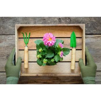 Pink Dahlia Plant